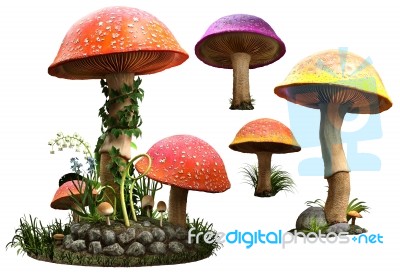 Mushrooms Stock Image