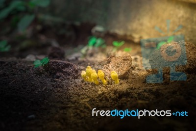 Mushrooms Caused By Debris Coffee Stock Photo