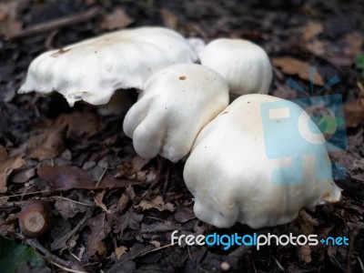 Mushrooms Growing In Sussex Stock Photo