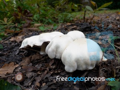 Mushrooms Growing In Sussex Stock Photo