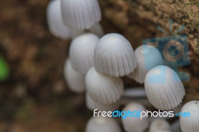 Mushrooms Growing On A Live Tree In The Forest Stock Photo