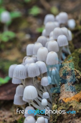 Mushrooms Growing On A Live Tree In The Forest Stock Photo