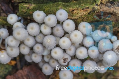 Mushrooms Growing On A Live Tree In The Forest Stock Photo