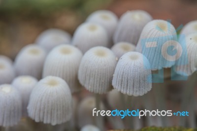 Mushrooms Growing On A Live Tree In The Forest Stock Photo