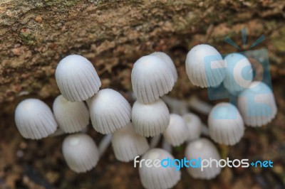 Mushrooms Growing On A Live Tree In The Forest Stock Photo