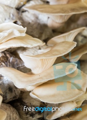 Mushrooms In Farm Stock Photo