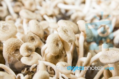 Mushrooms In Farm Stock Photo