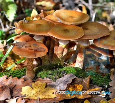 Mushrooms In The Forest Stock Photo