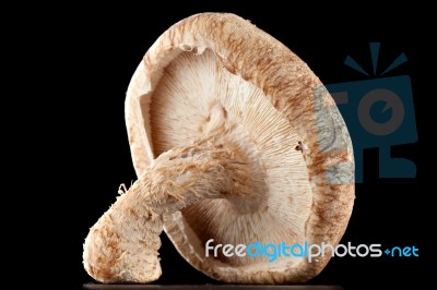 Mushrooms On A Black Background Stock Photo