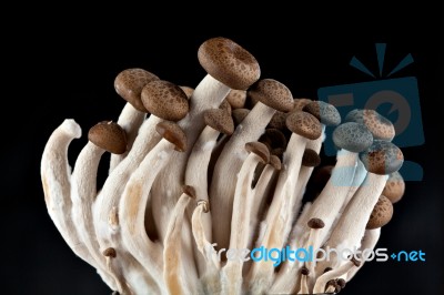 Mushrooms On A Black Background Stock Photo