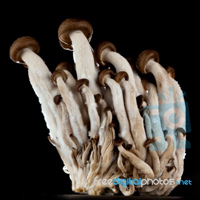 Mushrooms On A Black Background Stock Photo