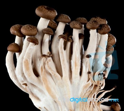 Mushrooms On A Black Background Stock Photo