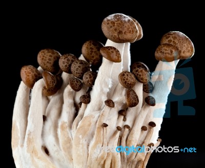 Mushrooms On A Black Background Stock Photo