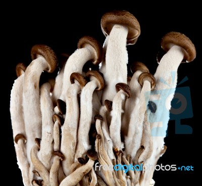 Mushrooms On A Black Background Stock Photo