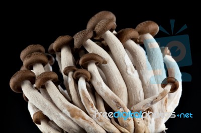 Mushrooms On A Black Background Stock Photo