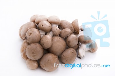 Mushrooms On A White Background Stock Photo