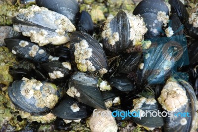 Mussels And Barnacles Stock Photo