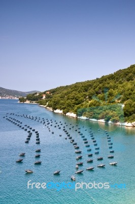 Mussels Farming  Stock Photo