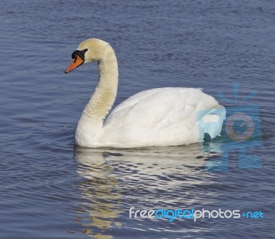 Mute Swan Stock Photo