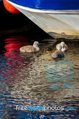 Mute Swan Cygnets (cygnus Olor) Stock Photo