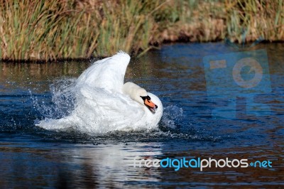 Mute Swan (cygnus Olor) Stock Photo