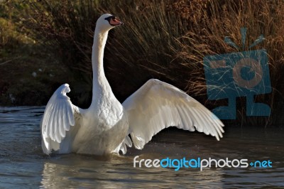 Mute Swan (cygnus Olor) Stock Photo