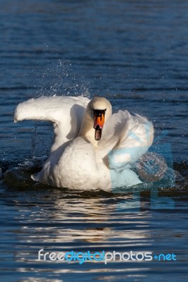 Mute Swan (cygnus Olor) Stock Photo