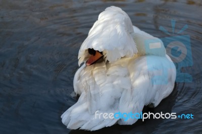 Mute Swan (cygnus Olor) Stock Photo