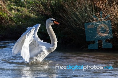 Mute Swan (cygnus Olor) Stock Photo