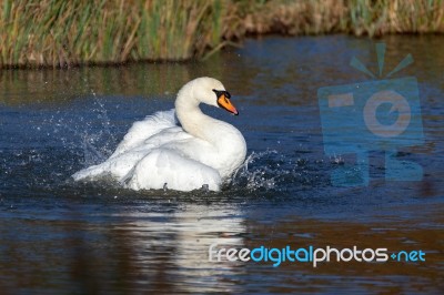 Mute Swan (cygnus Olor) Stock Photo