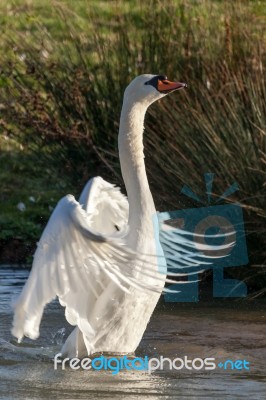 Mute Swan (cygnus Olor) Stock Photo