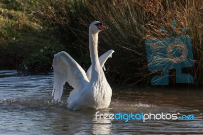 Mute Swan (cygnus Olor) Stock Photo