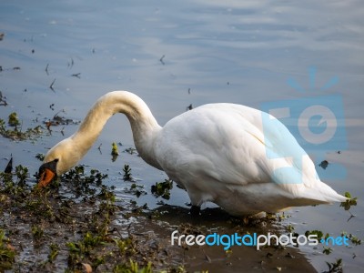 Mute Swan (cygnus Olor) At Warnham Nature Reserve Stock Photo