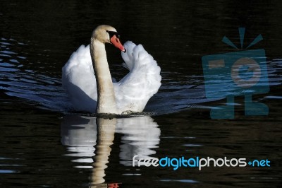 Mute Swan (cygnus Olor) At Warnham Nature Reserve Stock Photo