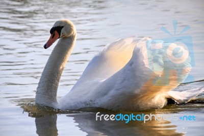 Mute Swan (cygnus Olor) At Warnham Nature Reserve Stock Photo