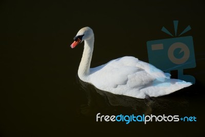 Mute Swan (cygnus Olor) On Oulton Broad Stock Photo