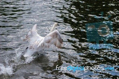 Mute Swan (cygnus Olor) Taking Off On The River Thames Stock Photo