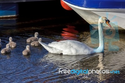 Mute Swan (cygnus Olor) With Cygnets Stock Photo