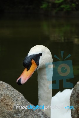 Mute Swan On A Lake Stock Photo