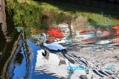 Mute Swan Swimming Along The Old River Nene Stock Photo