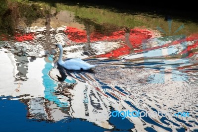 Mute Swan Swimming Along The Old River Nene Stock Photo