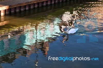 Mute Swan Swimming Along The Old River Nene Stock Photo