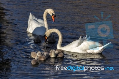 Mute Swans (cygnus Olor) With Cygnets Stock Photo