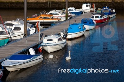 Mute Swans (cygnus Olor) With Cygnets Stock Photo