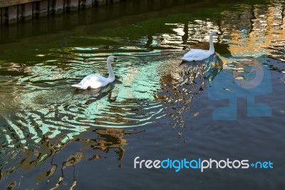 Mute Swans Swimming Along The Old River Nene Stock Photo