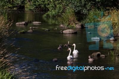 Mute Swans With Cygnets Stock Photo