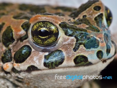 Muzzle Frog Closeup Stock Photo