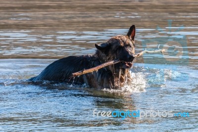 My Dear Friend Odin Stock Photo