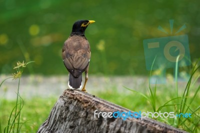 Mynah And Garden Stock Photo