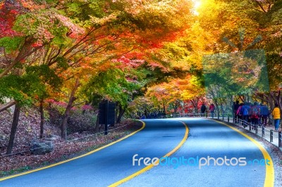 Naejangsan National Park In Autumn,south Korea Stock Photo